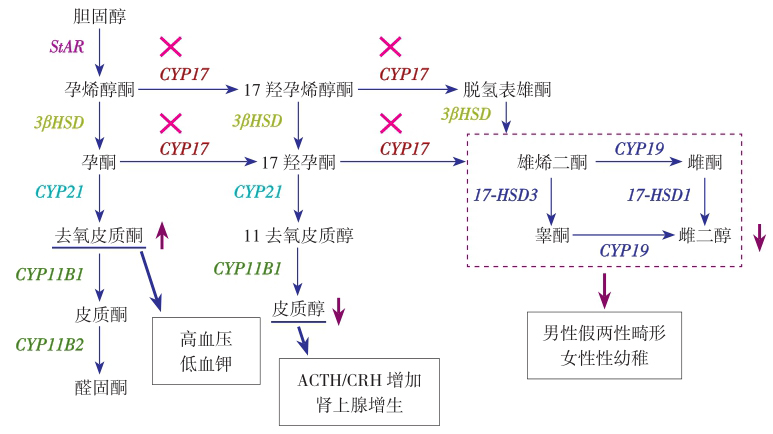 图6 肾上腺皮质激素合成及17α-羟化酶17，20-裂解酶缺陷症发病机制